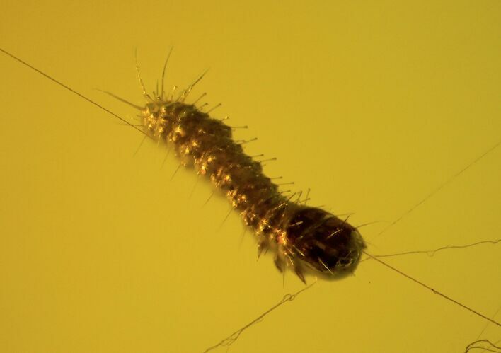 Fossil Larva (Unidentified) in Spider Web In Baltic Amber - Rare! #93848